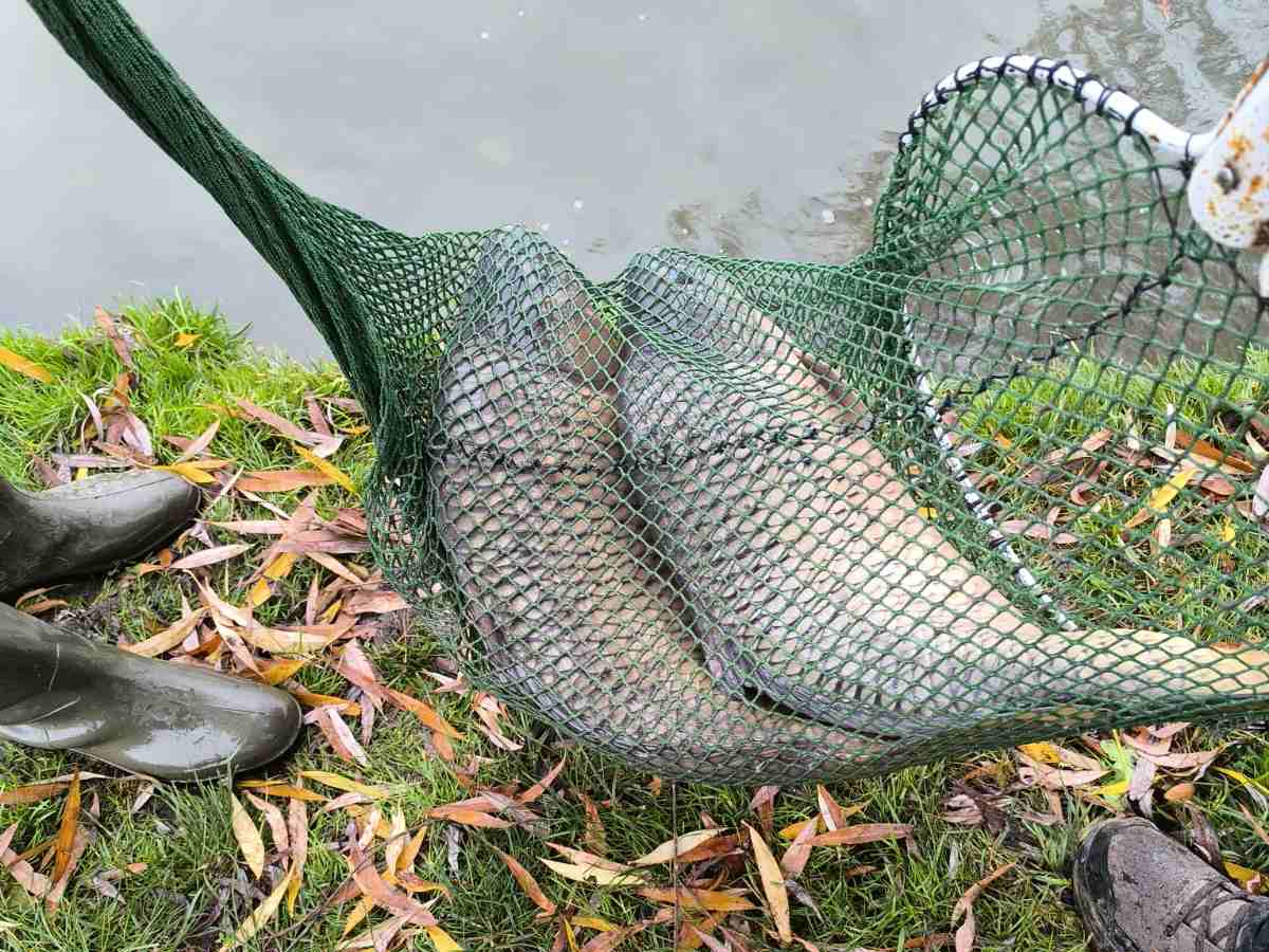 Extra méretű pontyokat telepítettünk