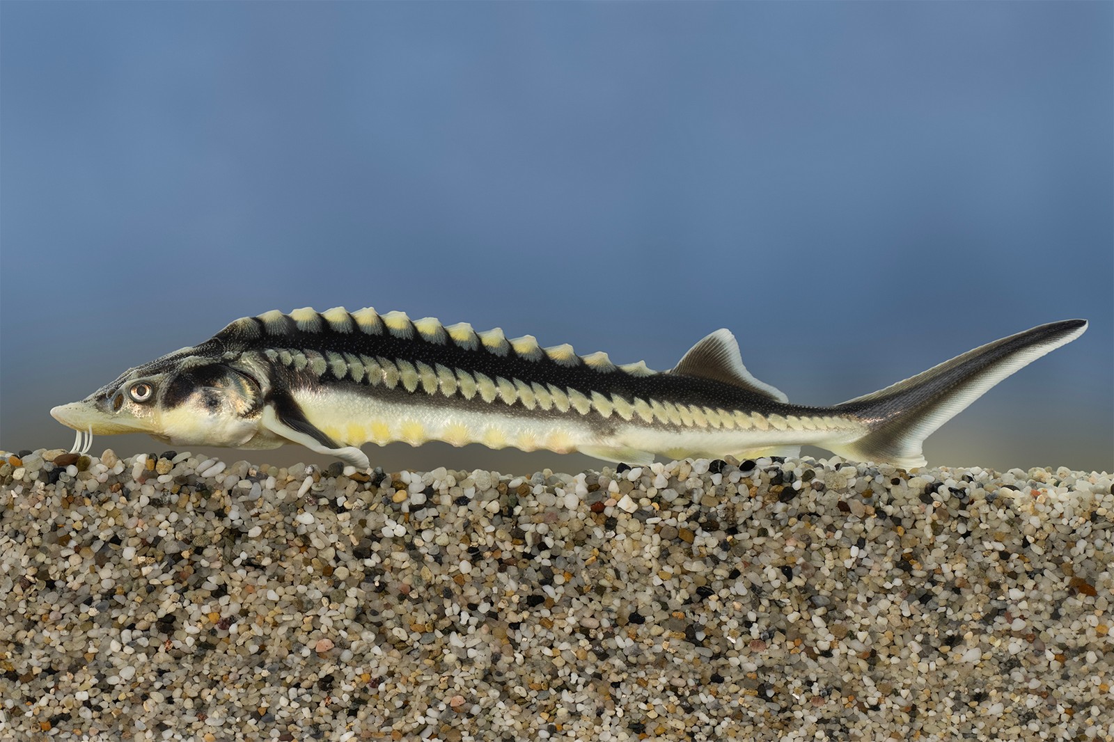 A 2026-os év hala a vágótok